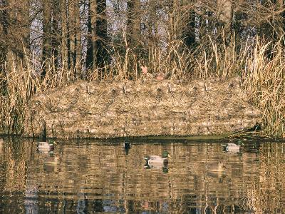 Duck boat blind coverage while hunting